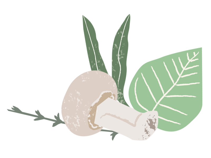 Cabane & Cie champignons blancs - dessin - illustration fond transparent